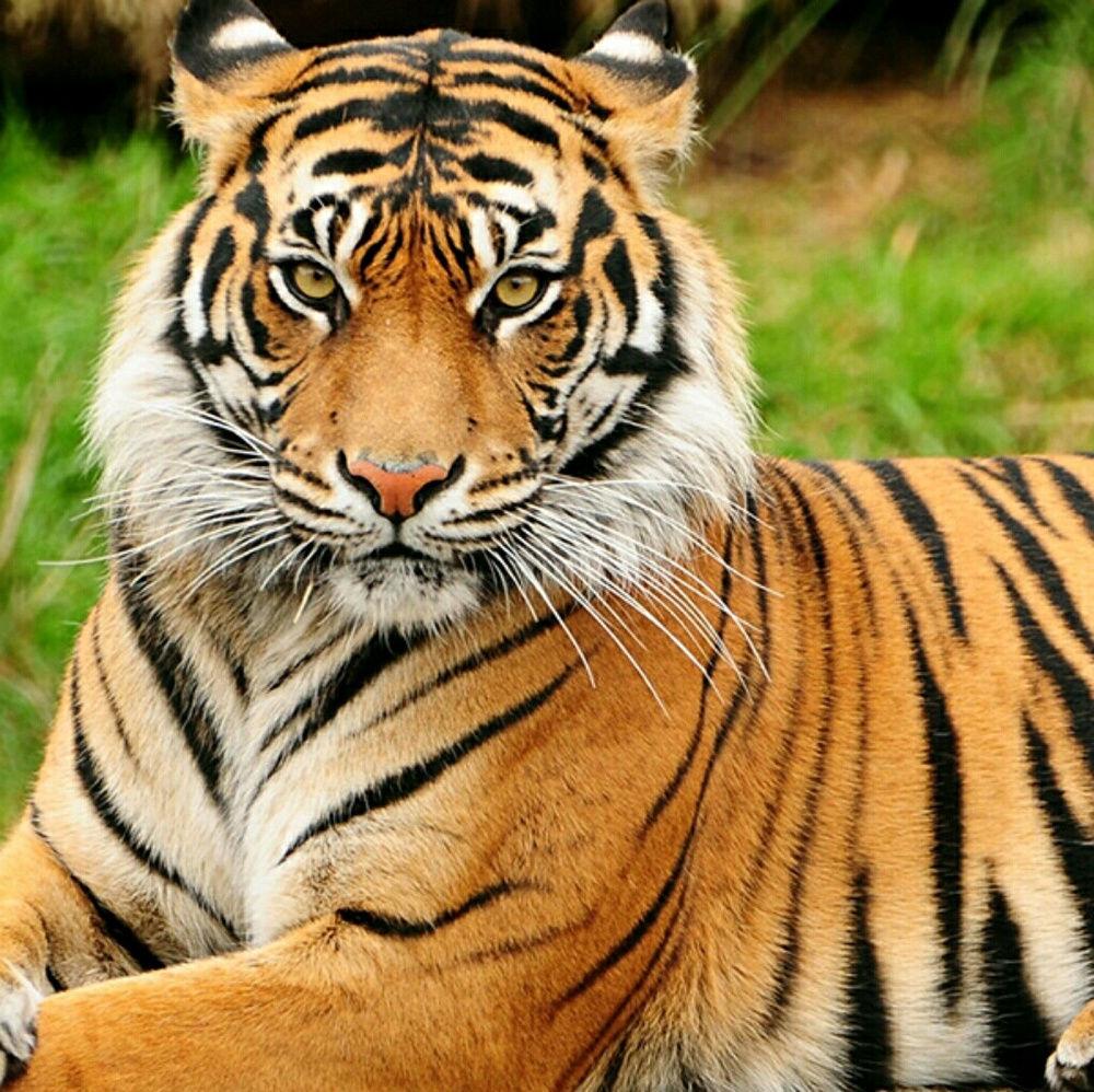 Meet your Posher, Sheilena